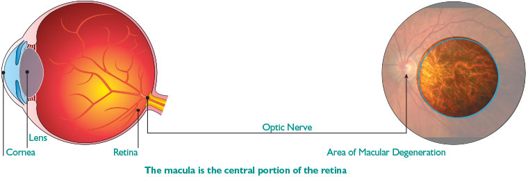 Macula