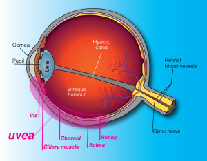 uvea