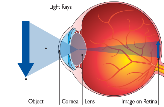 Lens of the Eye - All About Vision